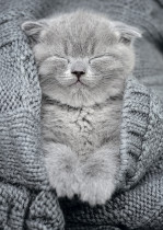 " ФРЕЯ" Пазл 500 элемент. PZL- 500/ 27 Комочек тепла